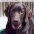 honden foto van oscar bruine labrador