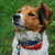 honden foto van Eline & Rody