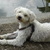 honden foto van jantien
