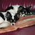 honden foto van Sacha-Micha