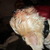 honden foto van Bee