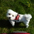 honden foto van Truida & Rocky