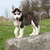 honden foto van thura