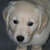 honden foto van lola