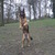 honden foto van Van