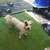 honden foto van sofie