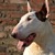honden foto van Hannah & Bink