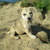 honden foto van truus