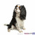honden foto van Sandra Daniel