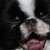 honden foto van Nicole