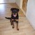 honden foto van monique