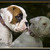 honden foto van zenna