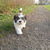 honden foto van sarah