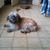 honden foto van sandy 