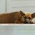 honden foto van Reinier