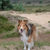 honden foto van kim