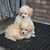 honden foto van marleen