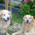 honden foto van YimBas