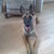 honden foto van wouter en marieke
