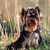 honden foto van Esdoornlaan 177