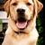 honden foto van Willie en lieve lab Donny