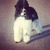 honden foto van Nies