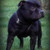 honden foto van joly