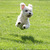 honden foto van Chelly