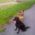 honden foto van hannie