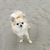honden foto van evelien