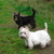 honden foto van Heidi, Bobby & Kimmi