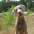 honden foto van Tanja, Joris en Finn