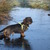 honden foto van Eti