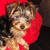honden foto van christa 