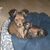 honden foto van Anna
