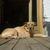 honden foto van Lowie Buyst