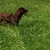honden foto van Jeanette Honders