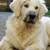 honden foto van José