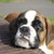 honden foto van Mirjam van Rijn