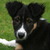 honden foto van Charlotte van Deursen