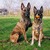 honden foto van Mechel Meisje