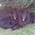 honden foto van theblackgeneration