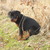 honden foto van Kate