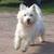honden foto van mitsy