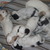 honden foto van marietje