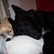 honden foto van Chanel Brenkman