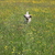 honden foto van DogJog