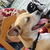 honden foto van Brigitte Hagen