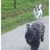 honden foto van Linsey, Flynn en Grietje