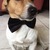 honden foto van [[Burcu&Gugy]]